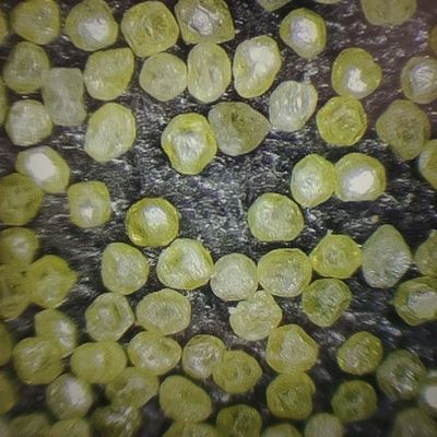 Polvo de diamante sintético para la personalización de almohadillas de pulido y política de devolución de 30 días
