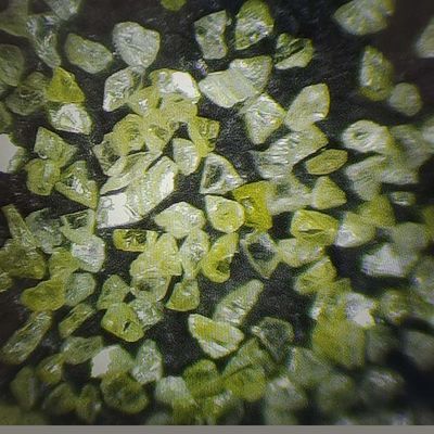 EE.UU. Polvo de diamantes para pulir moldes y dibujar Tc Die Tiempo de entrega estimado