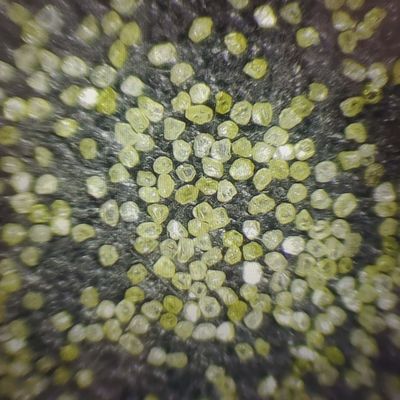 Polvo de molienda de diamantes sintéticos para el pulido de joyas